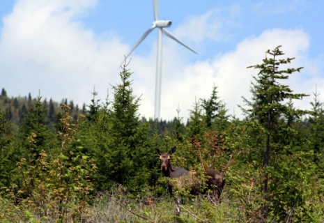 WindMoos